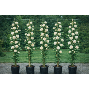 Ruža popínavá (Rosa rampicante) ´PALAIS ROYAL®´ - výška 170-200 cm, kont. C5L